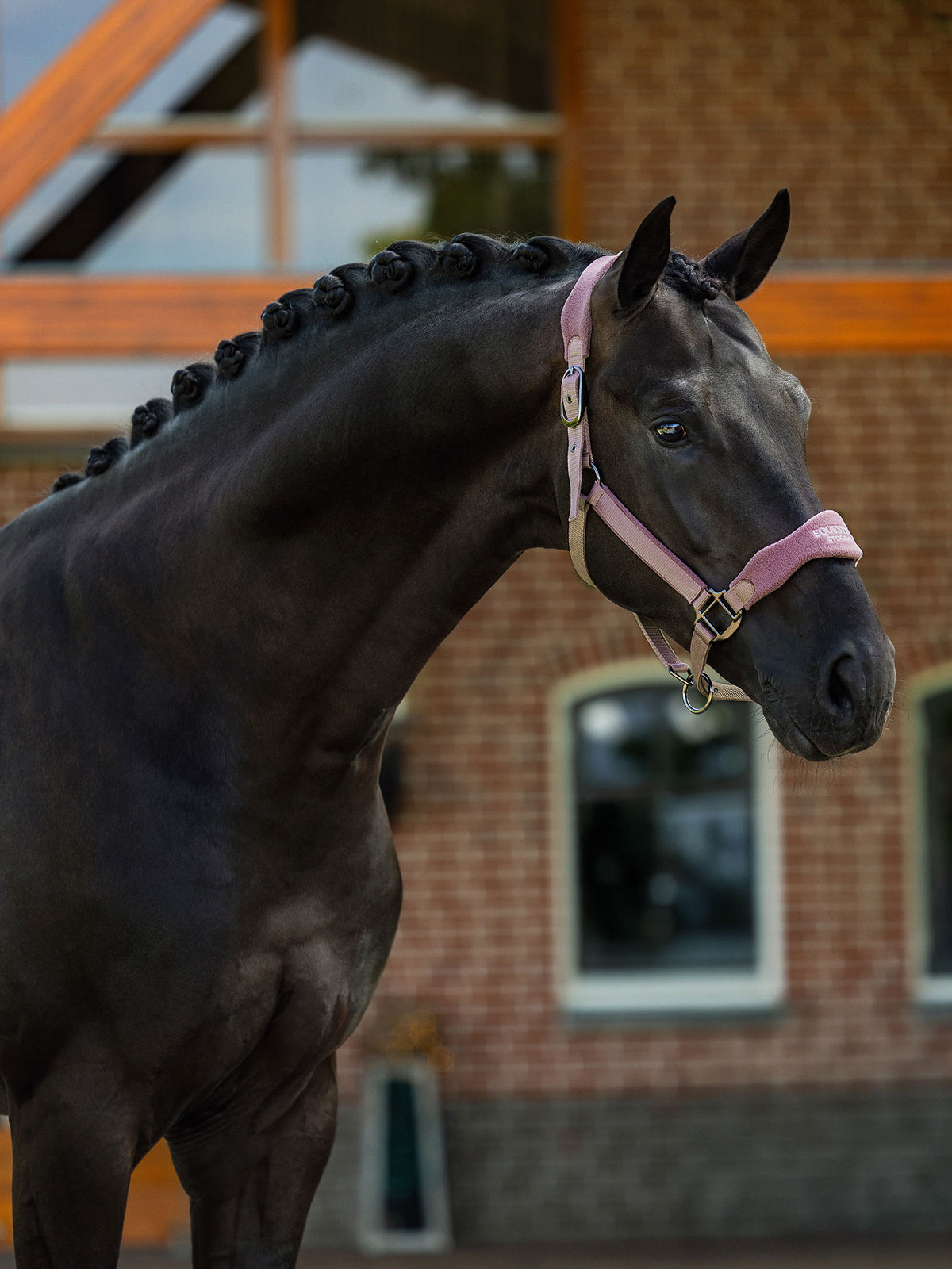 Anatomic Fleece Halter Blush
