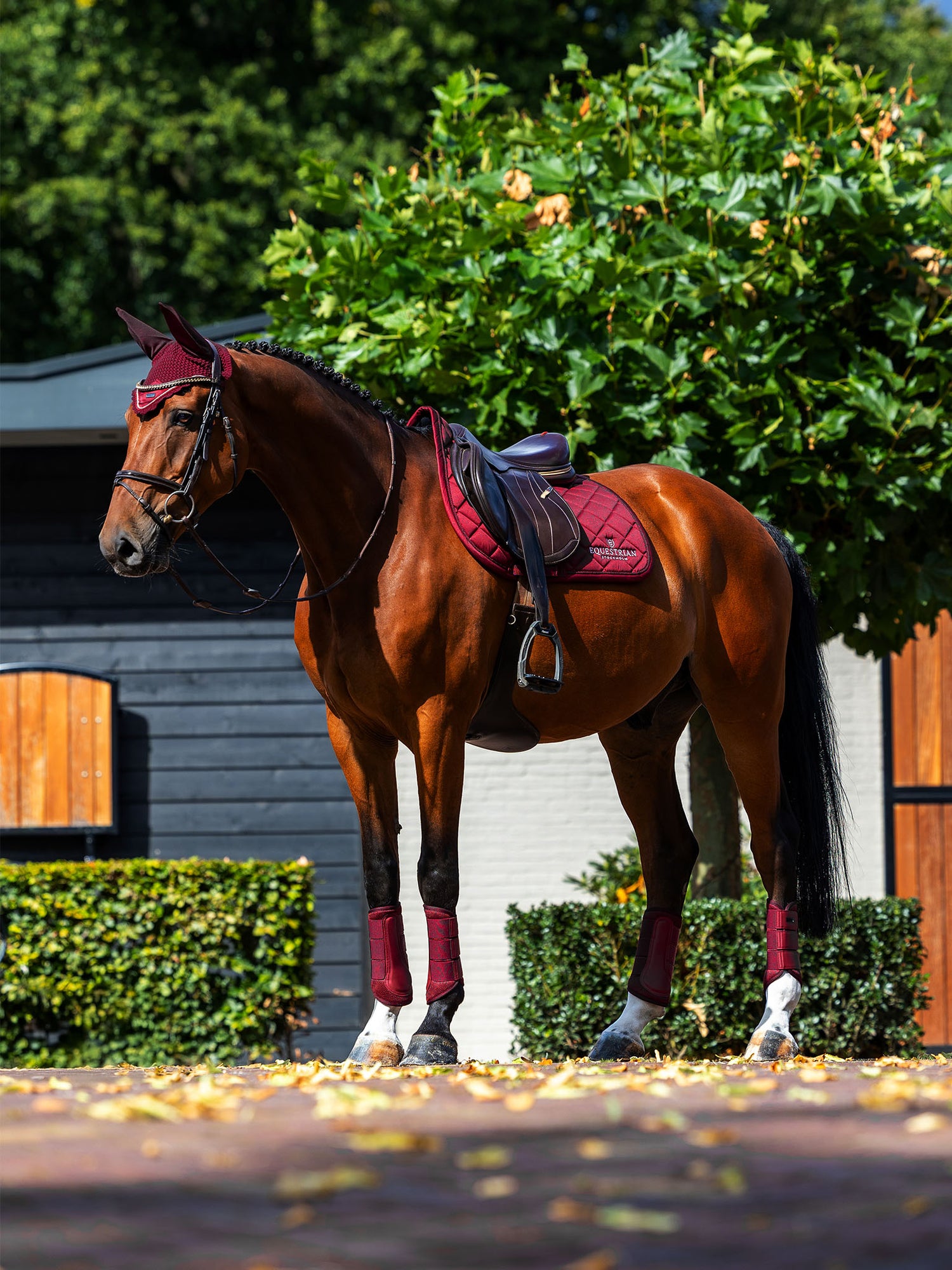 Equestrian Stockholm Jump Saddle Pad Line Bordeaux, Mesh Brushing Boots, and matching ear net on a bay horse.