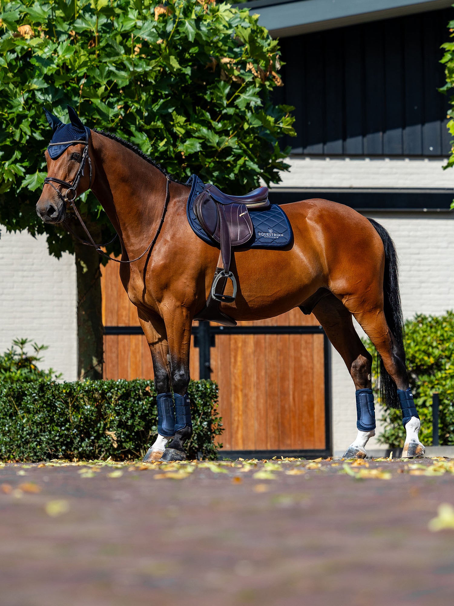 Bay horse wearing the navy Equestrian Stockholm Jump Saddle Pad Line Midnight Blue with matching fly hood and boots.