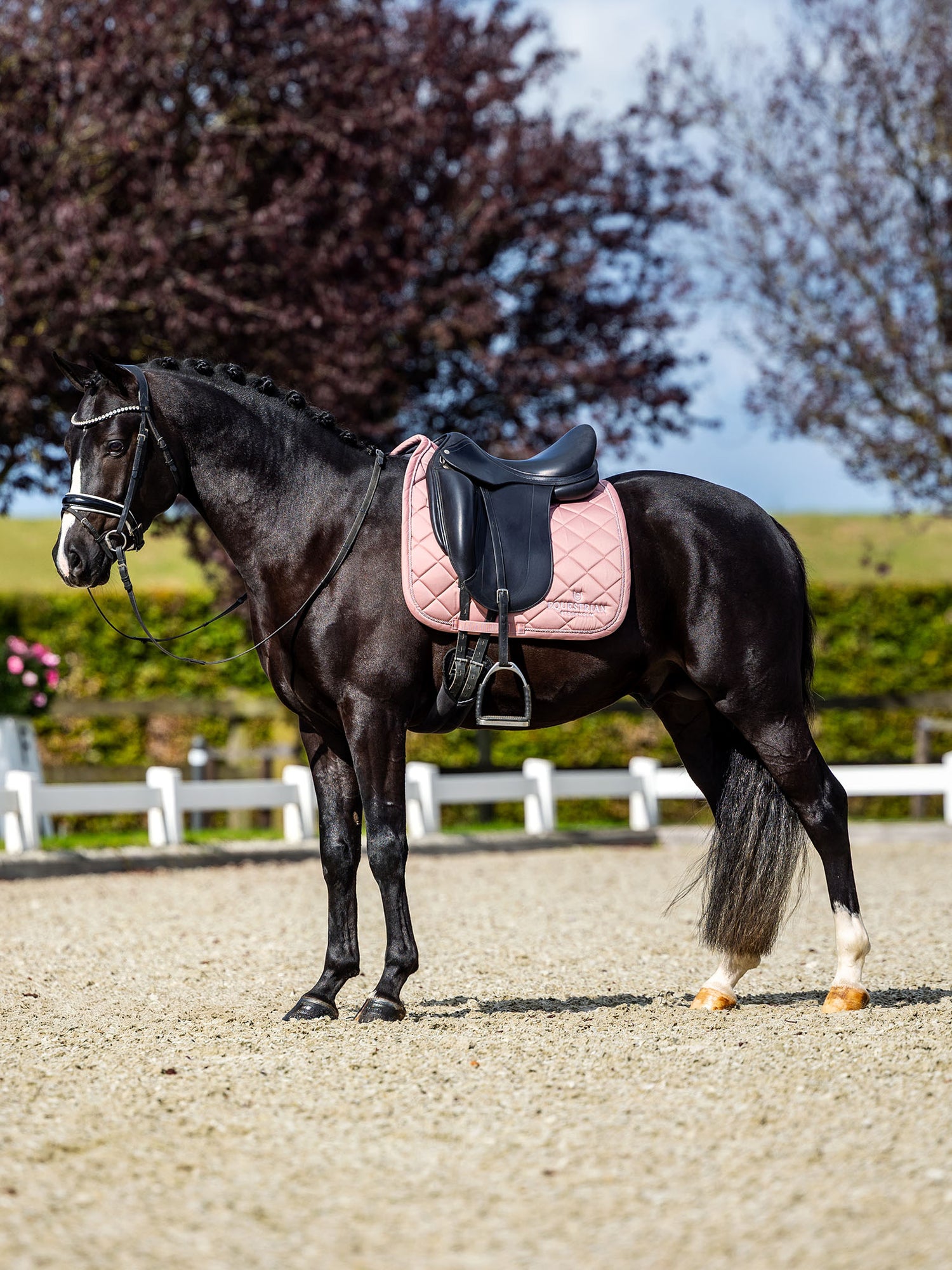 Equestrian Stockholm Dressurunderlag Line Pink på en sort hest med sort sadel og trense på en udendørs bane.