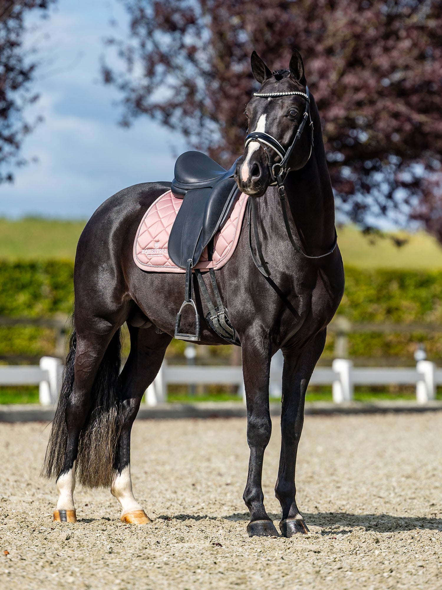 Pink Equestrian Stockholm dressurunderlag Line på en mørk hest med dressursadel på en udendørs ridebane.