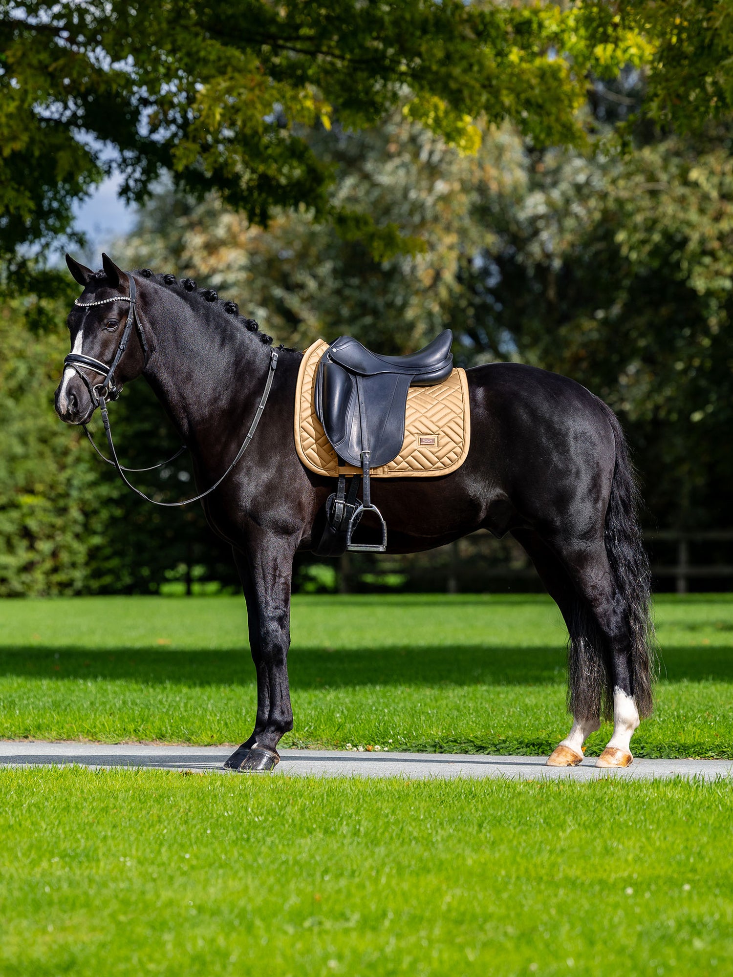 Black horse wearing the yellow Equestrian Stockholm Dressage Saddle Pad Modern Midsummer Glow, black saddle, and bridle.