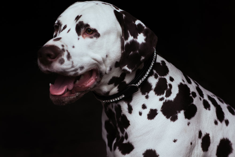 Dog Collar Black Edition