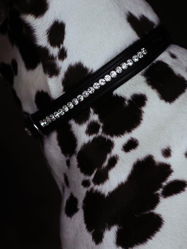 Dog Collar Black Edition