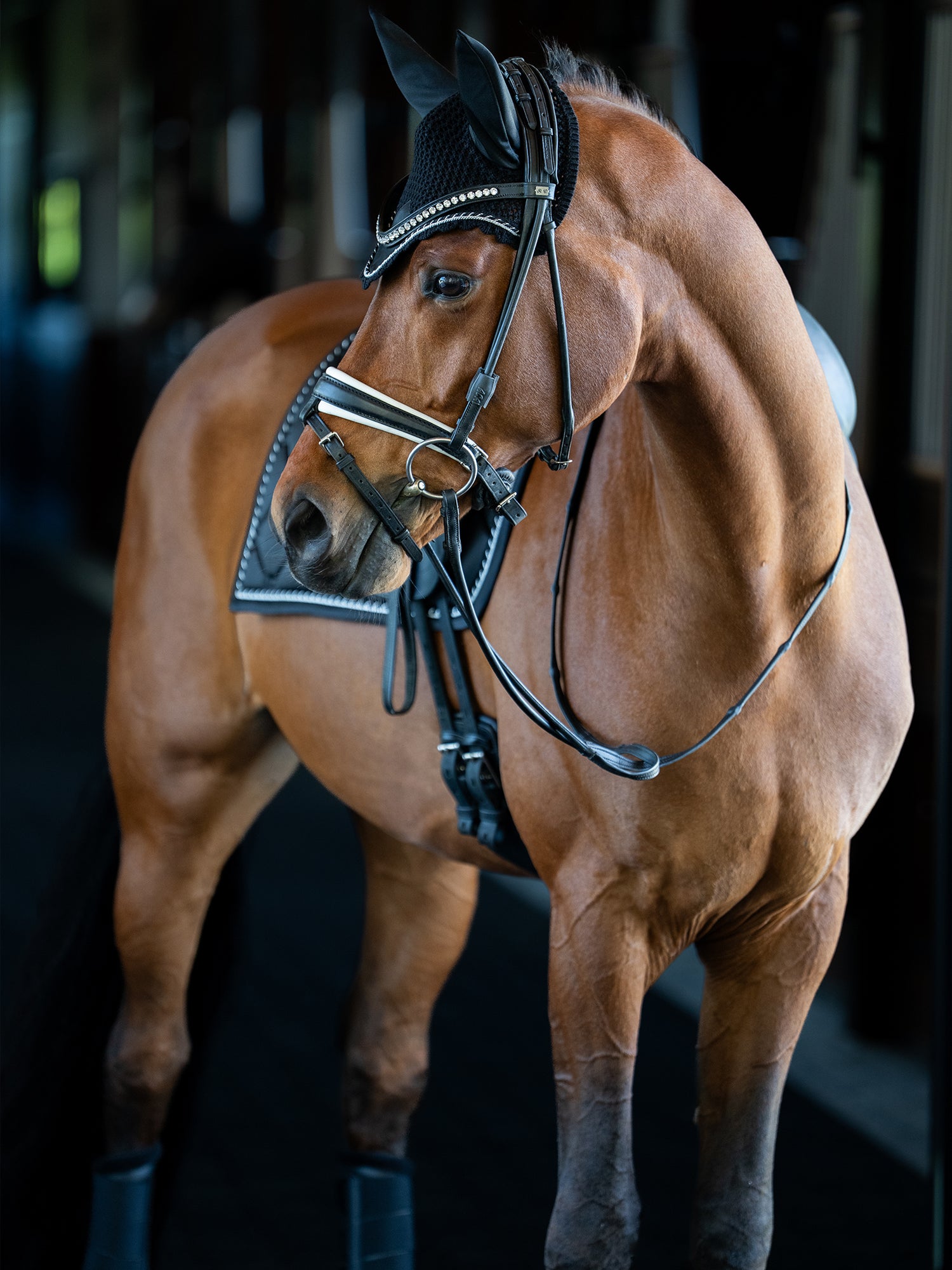 Dressyrschabrak Black Edition