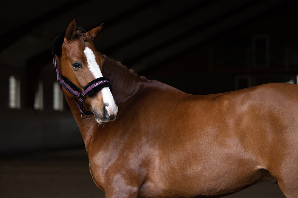 Fell Halfter & Strick Black Raven