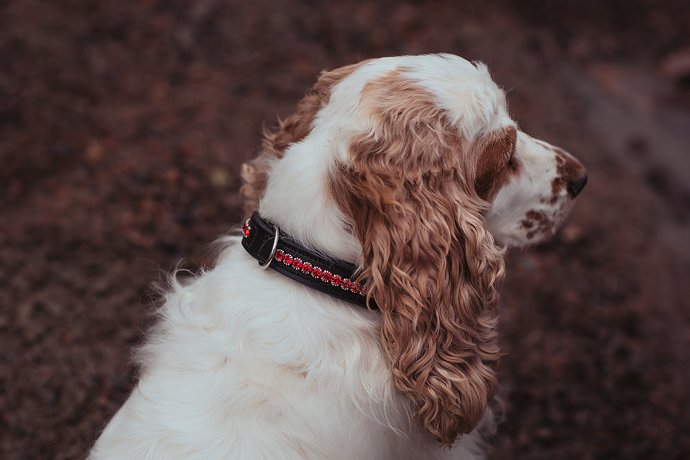 Dog Collar Bordeaux
