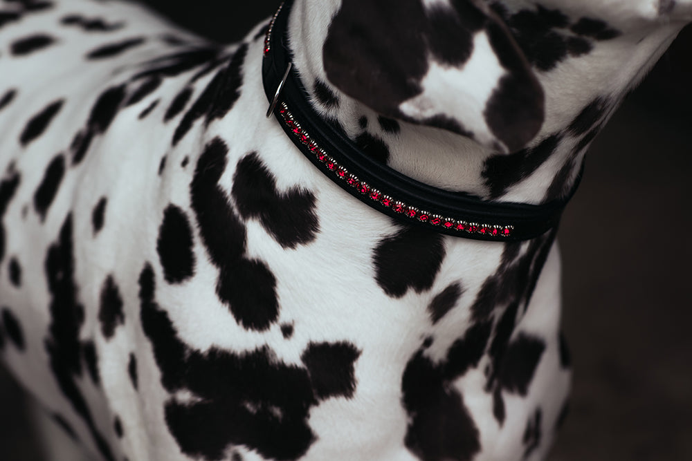 Dog Collar Bordeaux