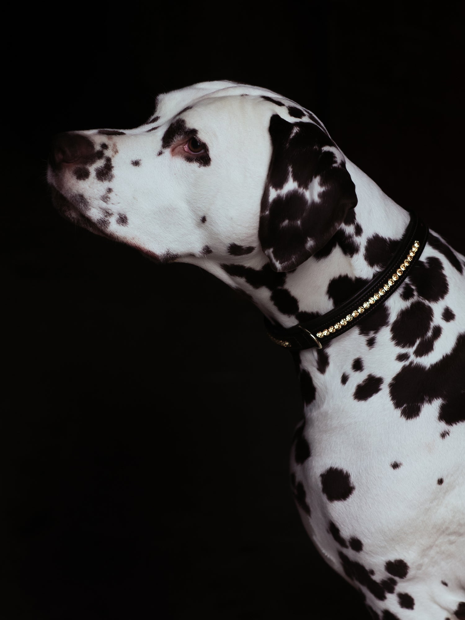 Dog Collar Champagne