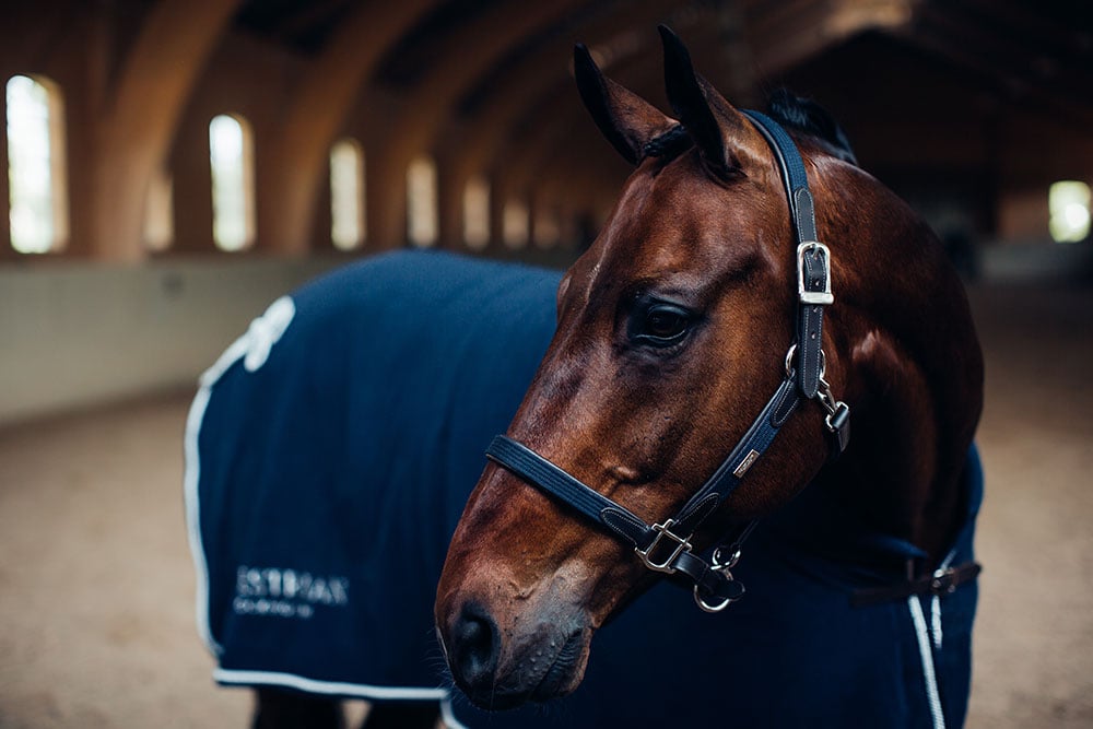 Leather Halter & Lead Chain Navy Silver