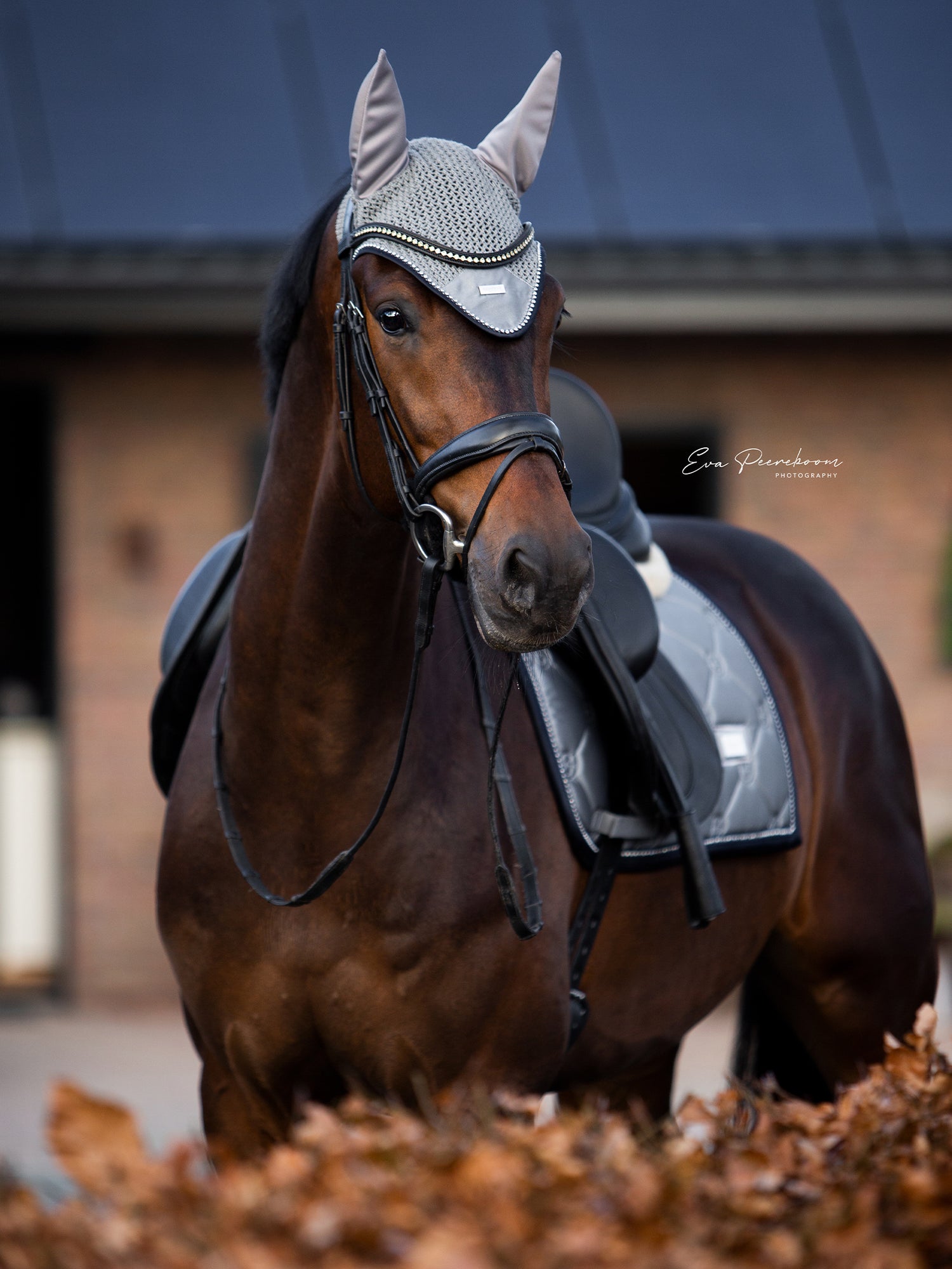 Dressyrschabrak Crystal Grey