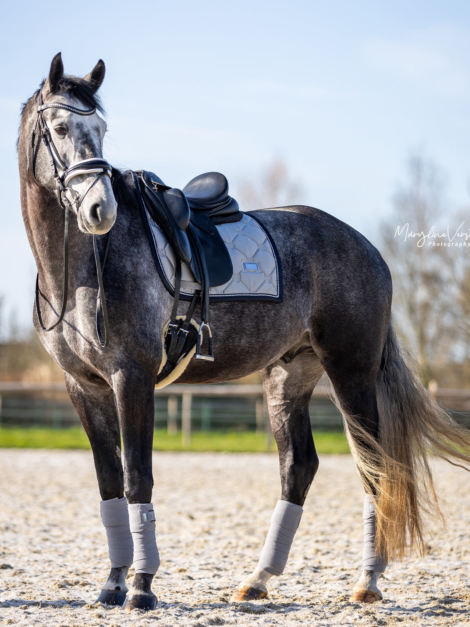 Dressyrschabrak Crystal Grey