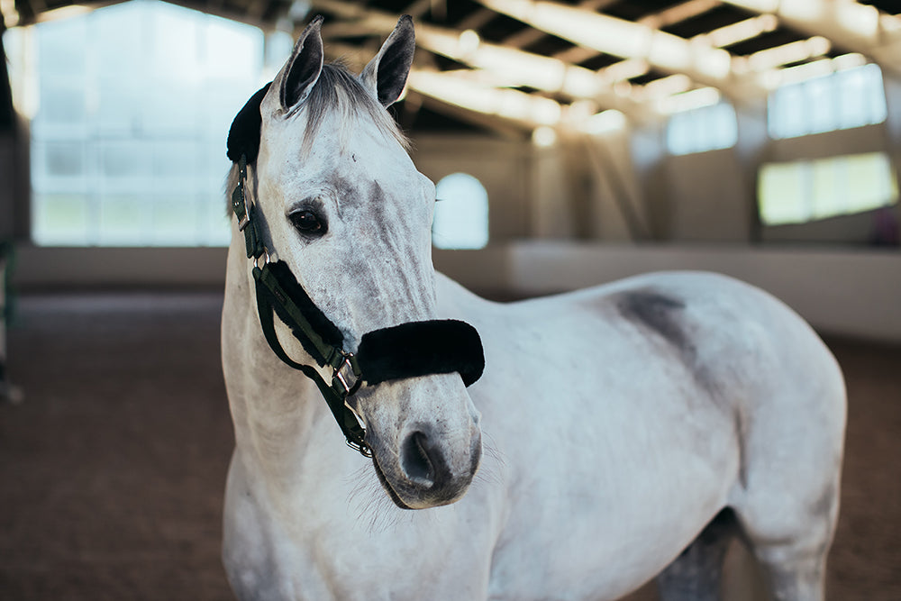 Fur Halter & Lead Rope Deep Olivine