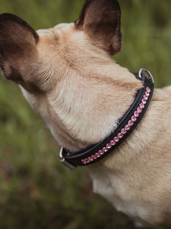 Dog Collar All In Pink