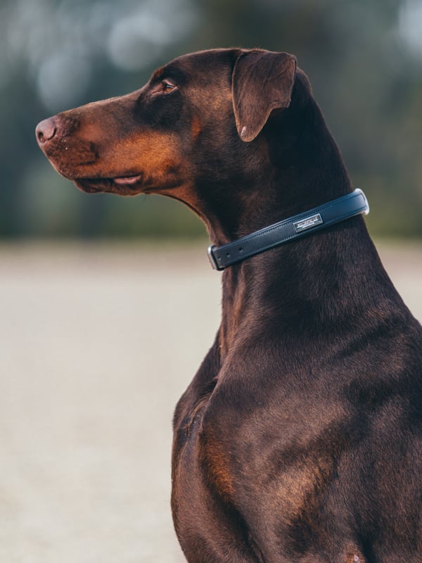 Dog in dog collar midnight blue