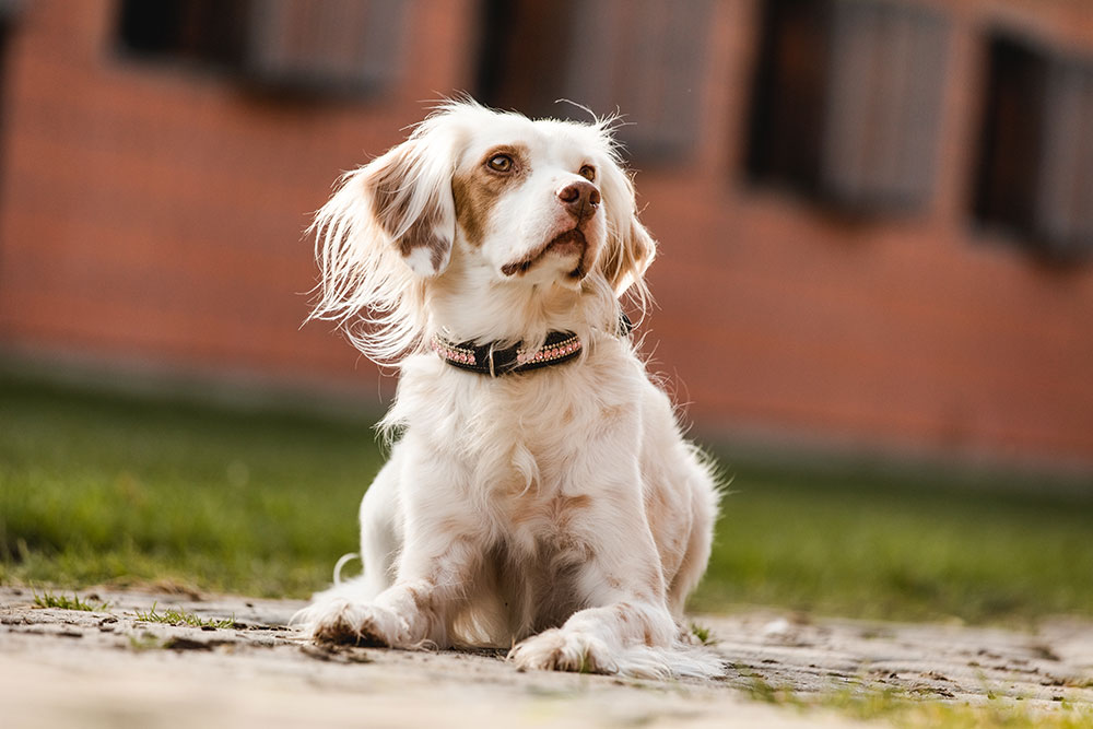 Dog Collar Pink Crystal