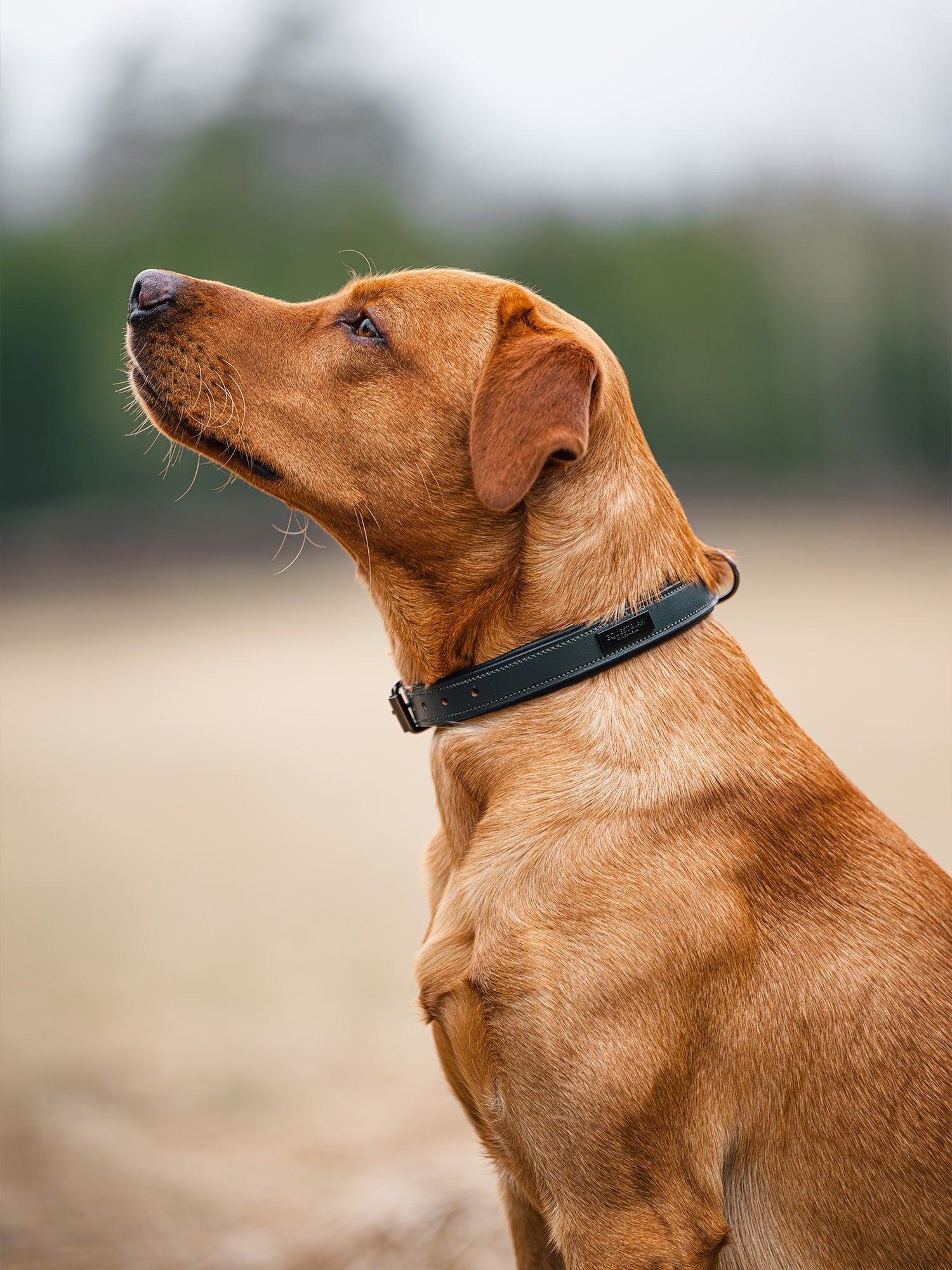 Hundehalsband Clean Dramatic Monday