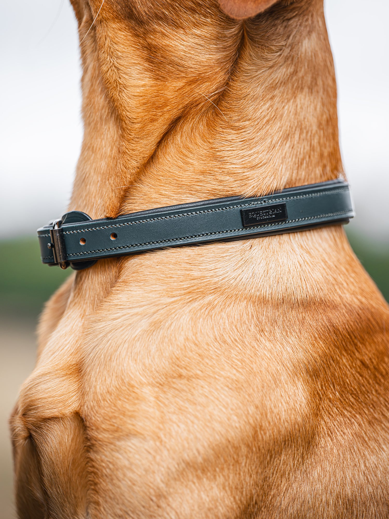 Hundhalsband Clean Dramatic Monday