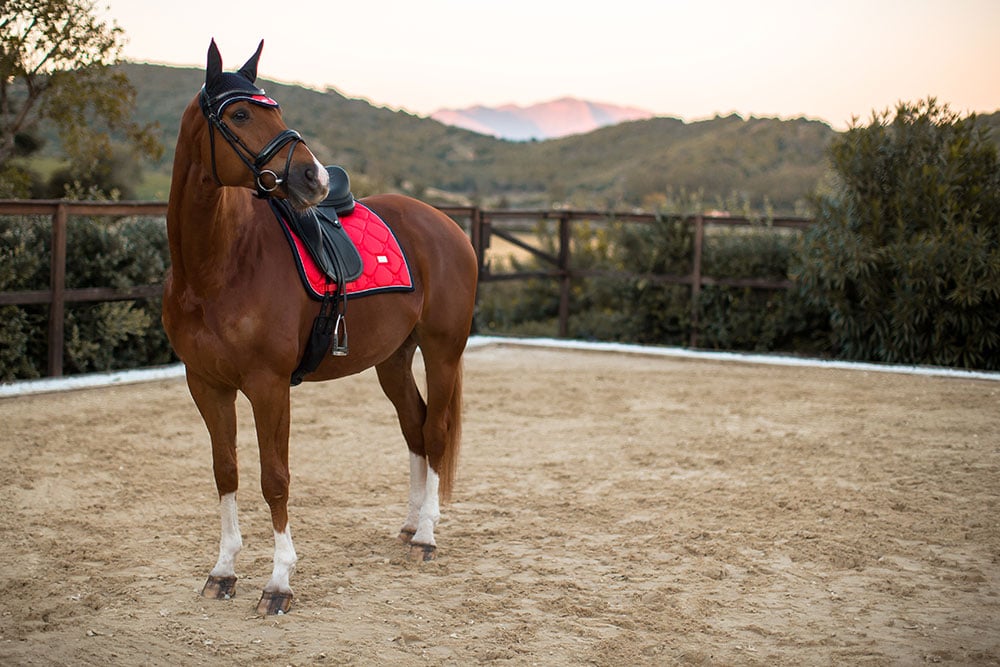 Dressage Saddle Pad Grenadine