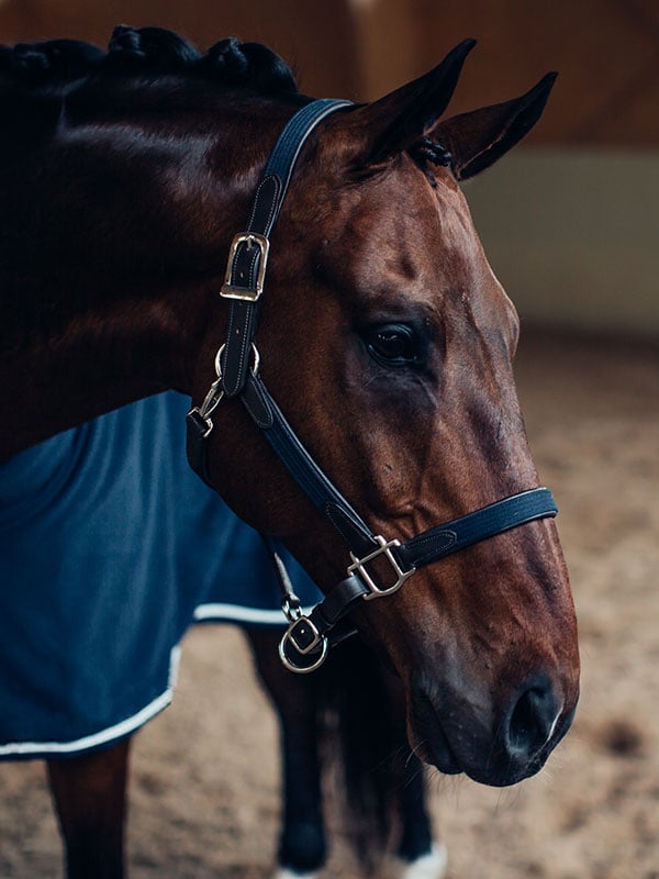 Leather Halter & Lead Chain Navy Silver
