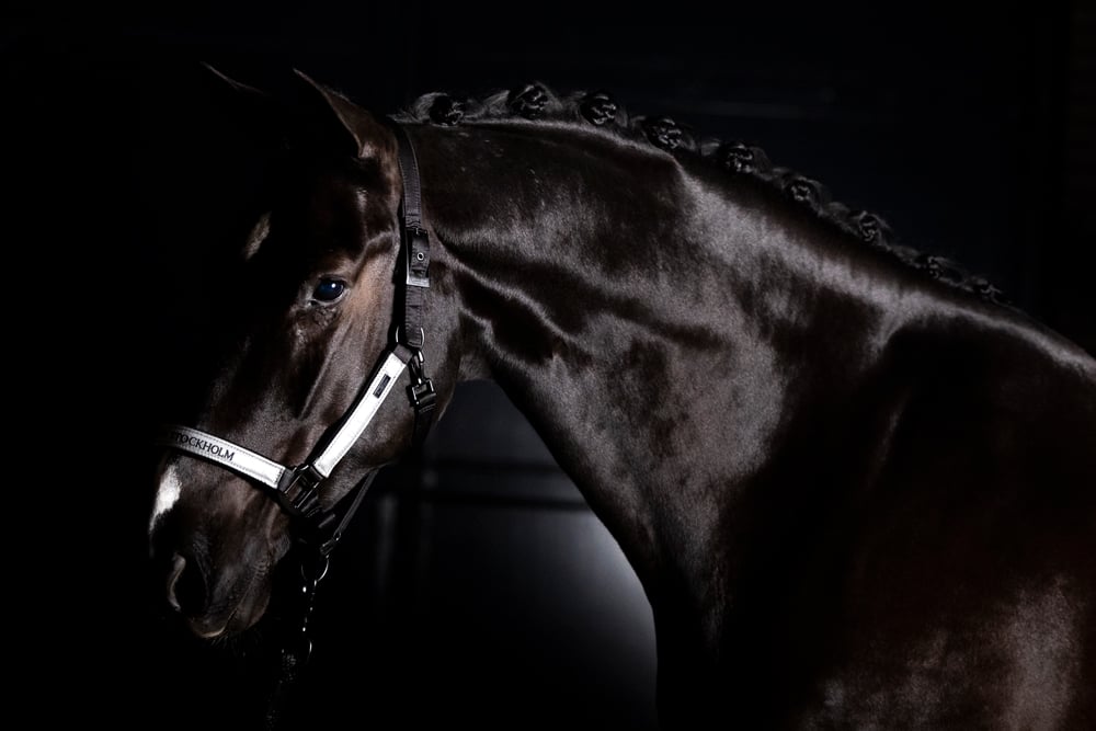 luminous-black-halter-ladergrimma-lederhalfter-halster-on1