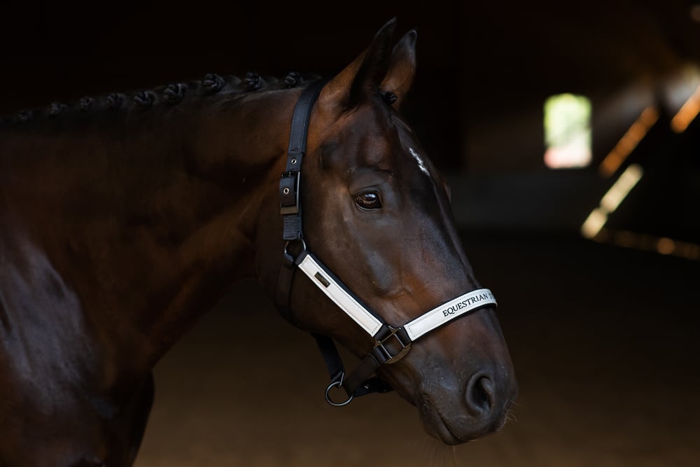 Reflective Halter & Lead Rope Luminous Black