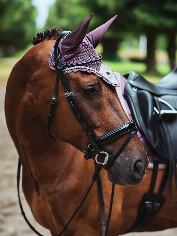 Fliegenhaube Orchid Bloom