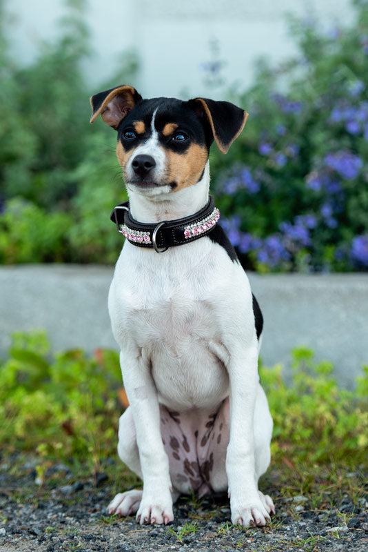 Dog Collar Pink Crystal