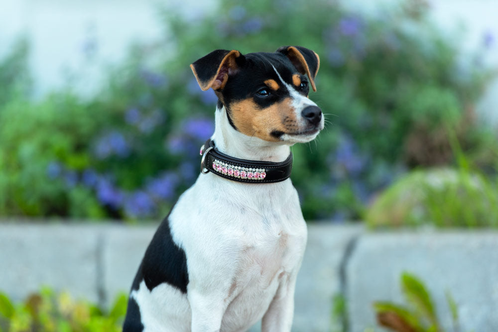 Dog Collar Pink Crystal