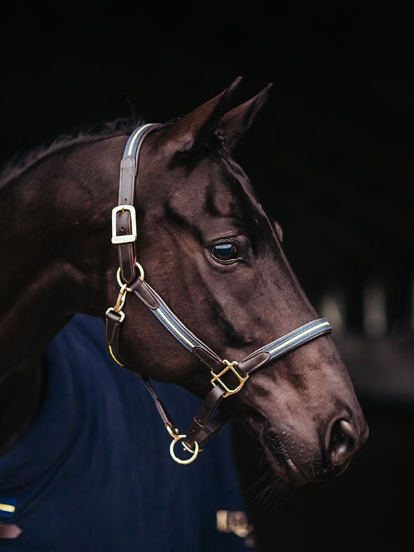 Leather Halter & Lead Chain Sweden Nation Navy