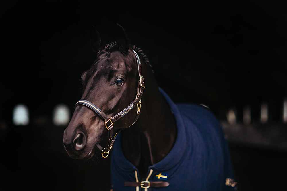 Leather Halter & Lead Chain Sweden Nation Navy