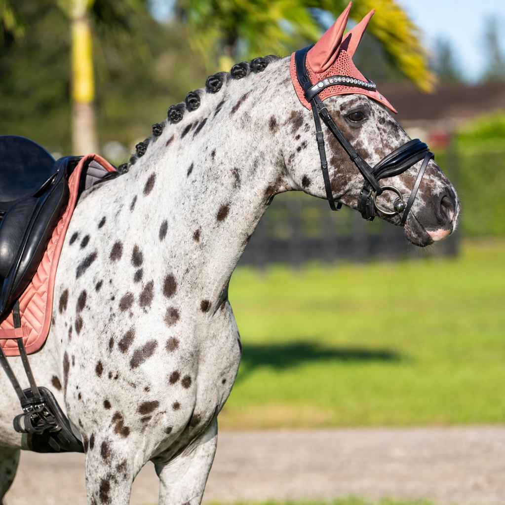 What Color Suits Your Horse Best?