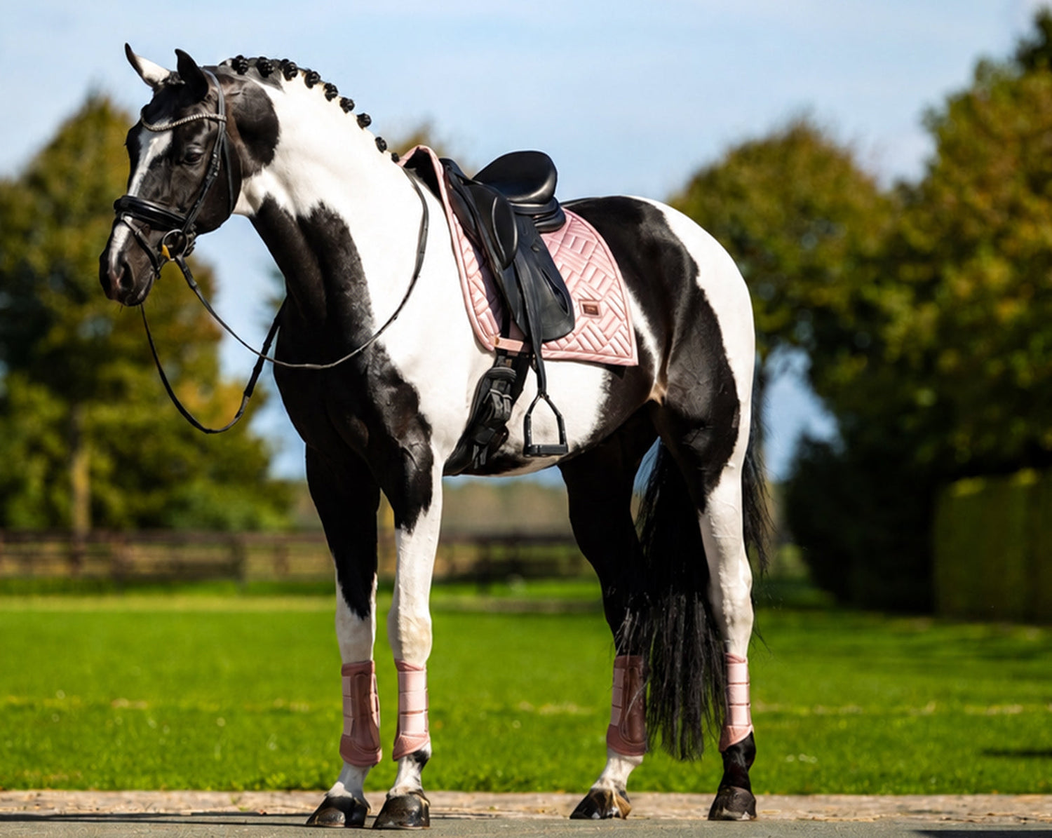 Horse Colors Explained