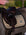 Jump Saddle Pad Performance Chantelle