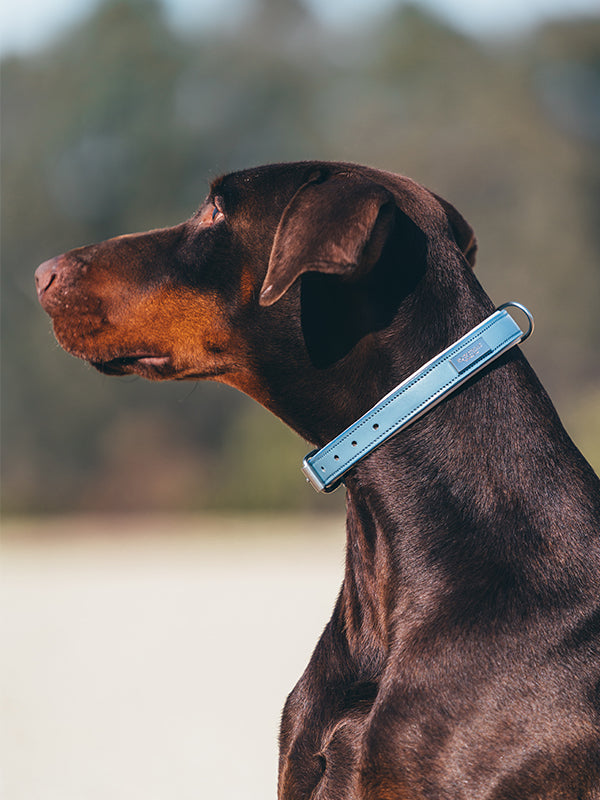 Dog Collar Clean Stone Blue