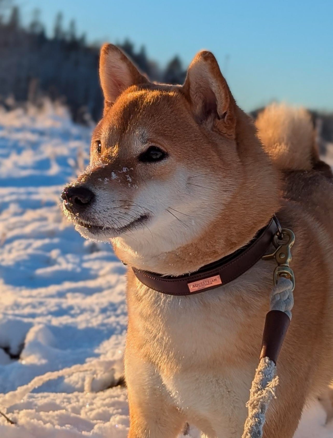 Dog Collar Clean Endless Glow