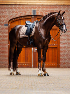 Sottosella da dressage Line Champagne e stinchiere mesh Equestrian Stockholm su un cavallo baio con treccine in scuderia.