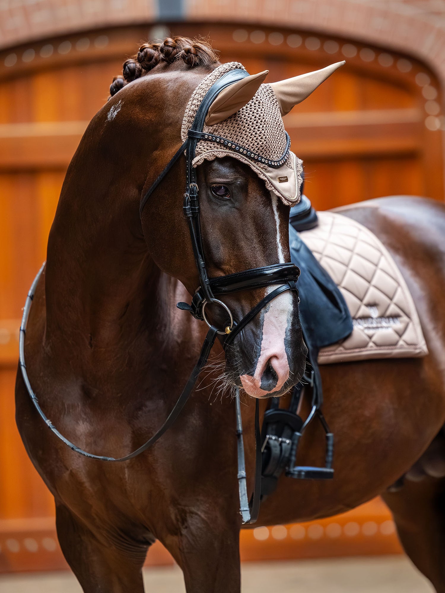 Equestrian Stockholm Dressage Saddle Pad Line Champagne and ear net on a brown horse with a white blaze and black bridle.