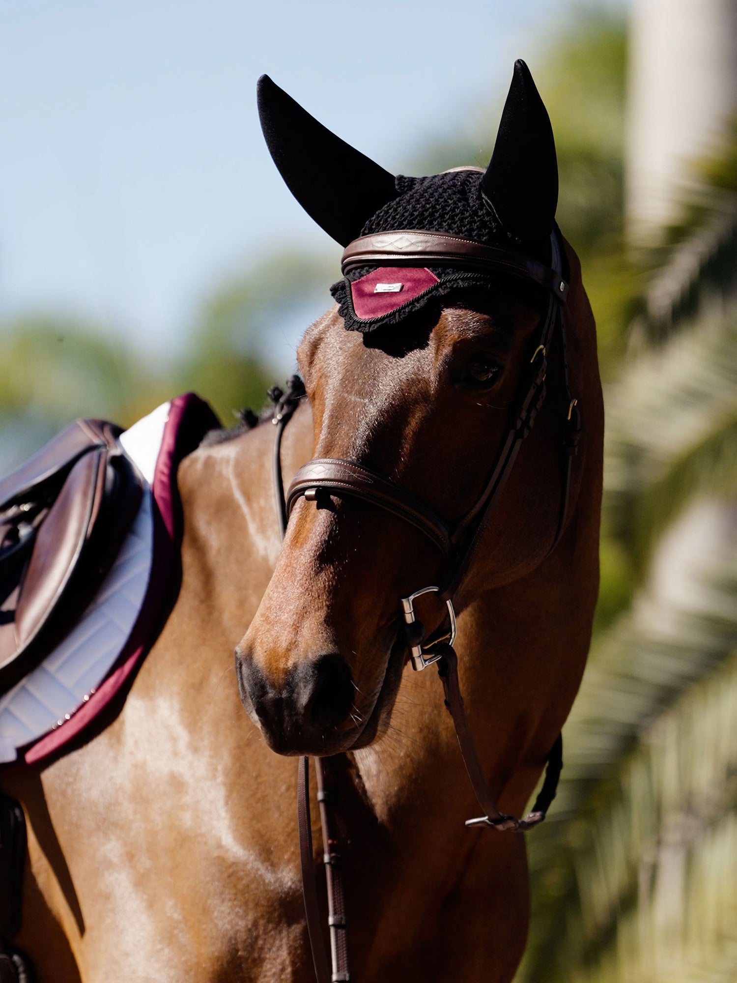 Bonnet anti-bruit noir Equestrian Stockholm Merlot sur un cheval bai, avec tapis de selle et filet en cuir.