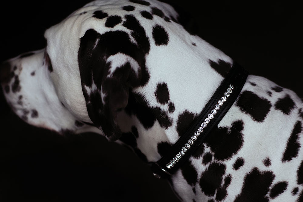 Hundehalsband Black Edition