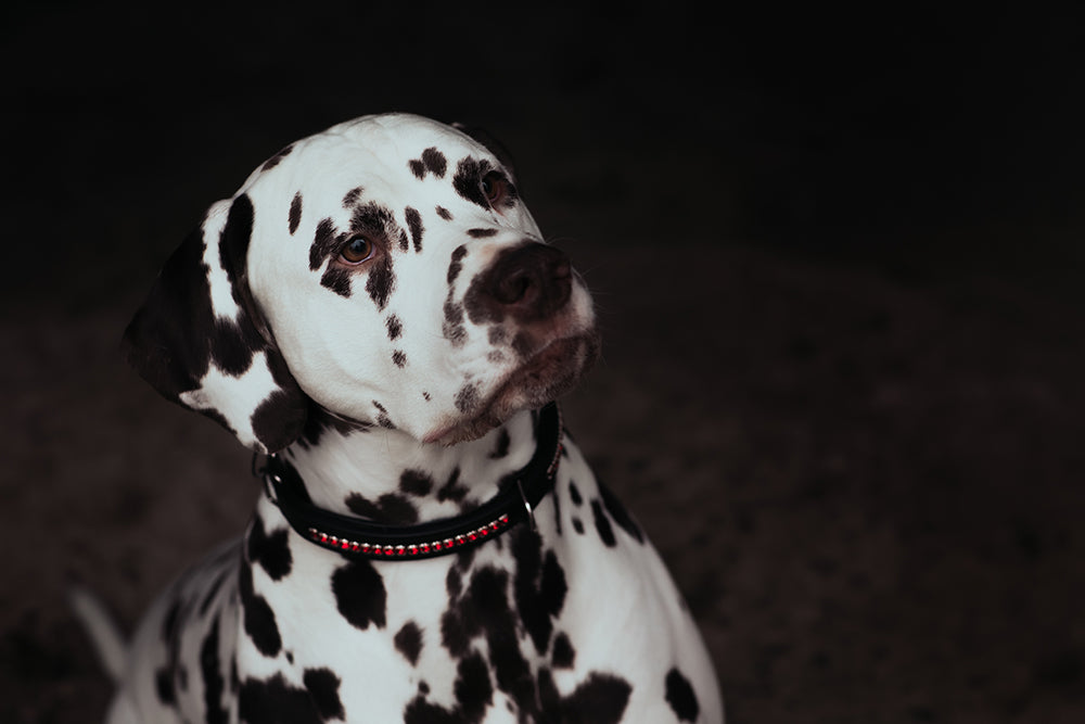 Dog Collar Bordeaux