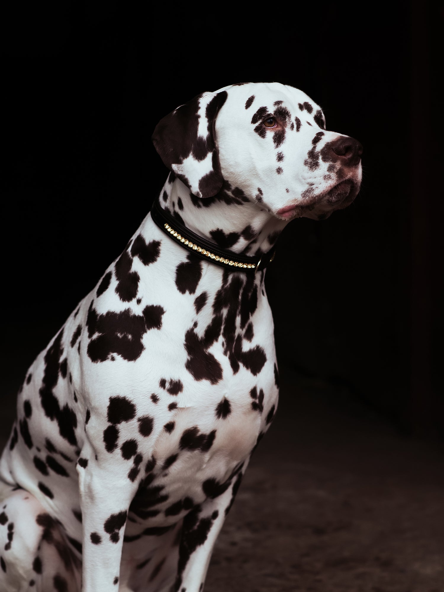 Dog Collar Champagne