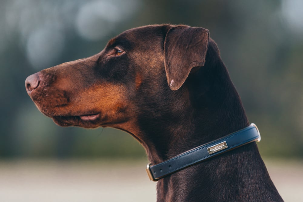 Dog Collar Clean Royal Classic