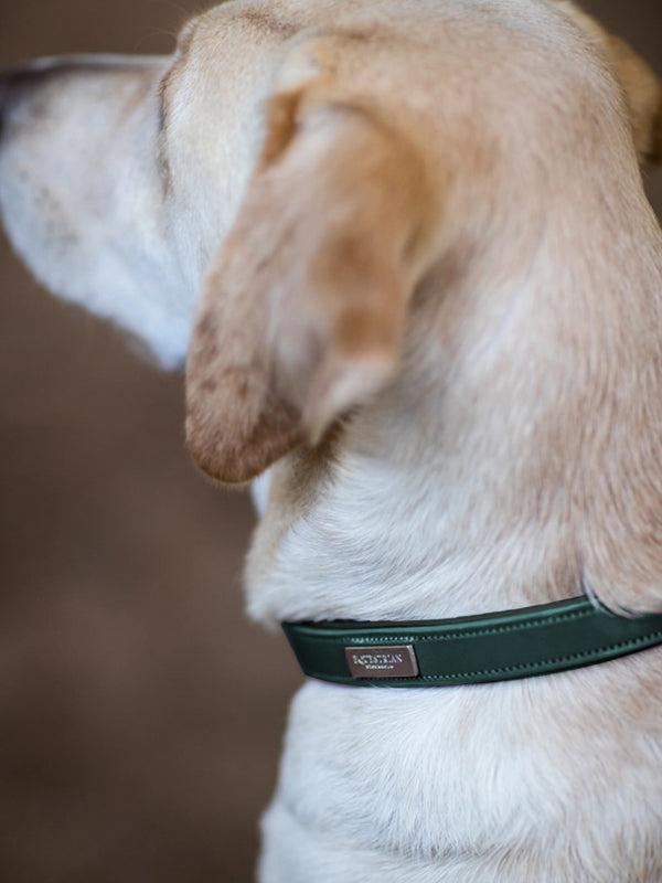 Hondenhalsband Clean Emerald