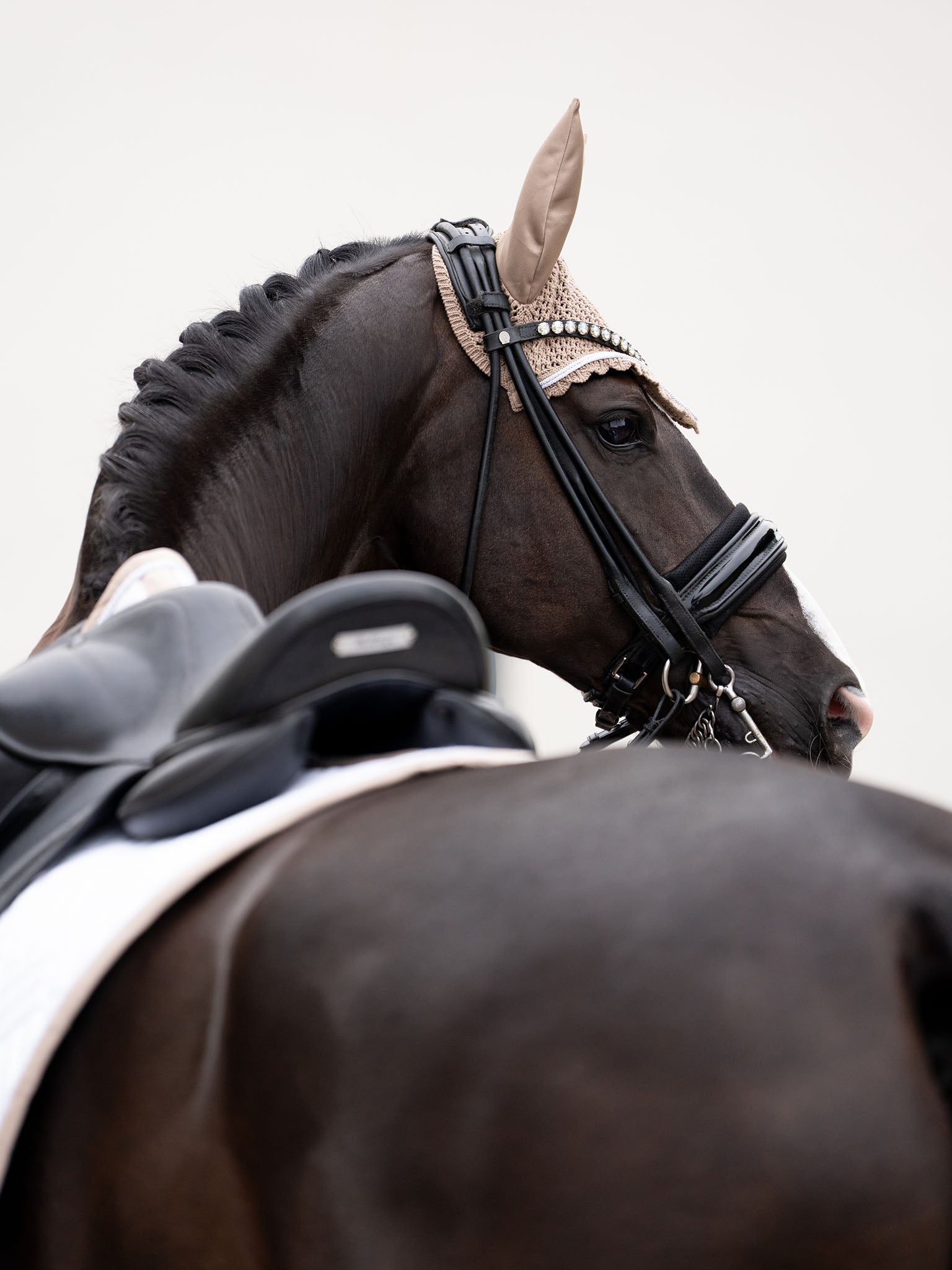 Competition | Equestrian Stockholm