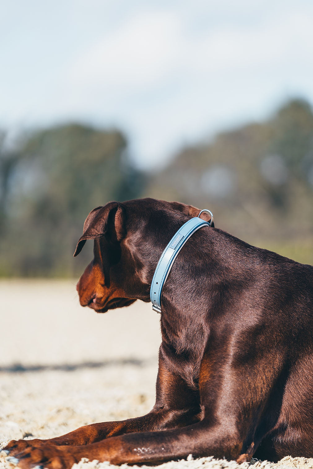 Hundhalsband Stone Blue