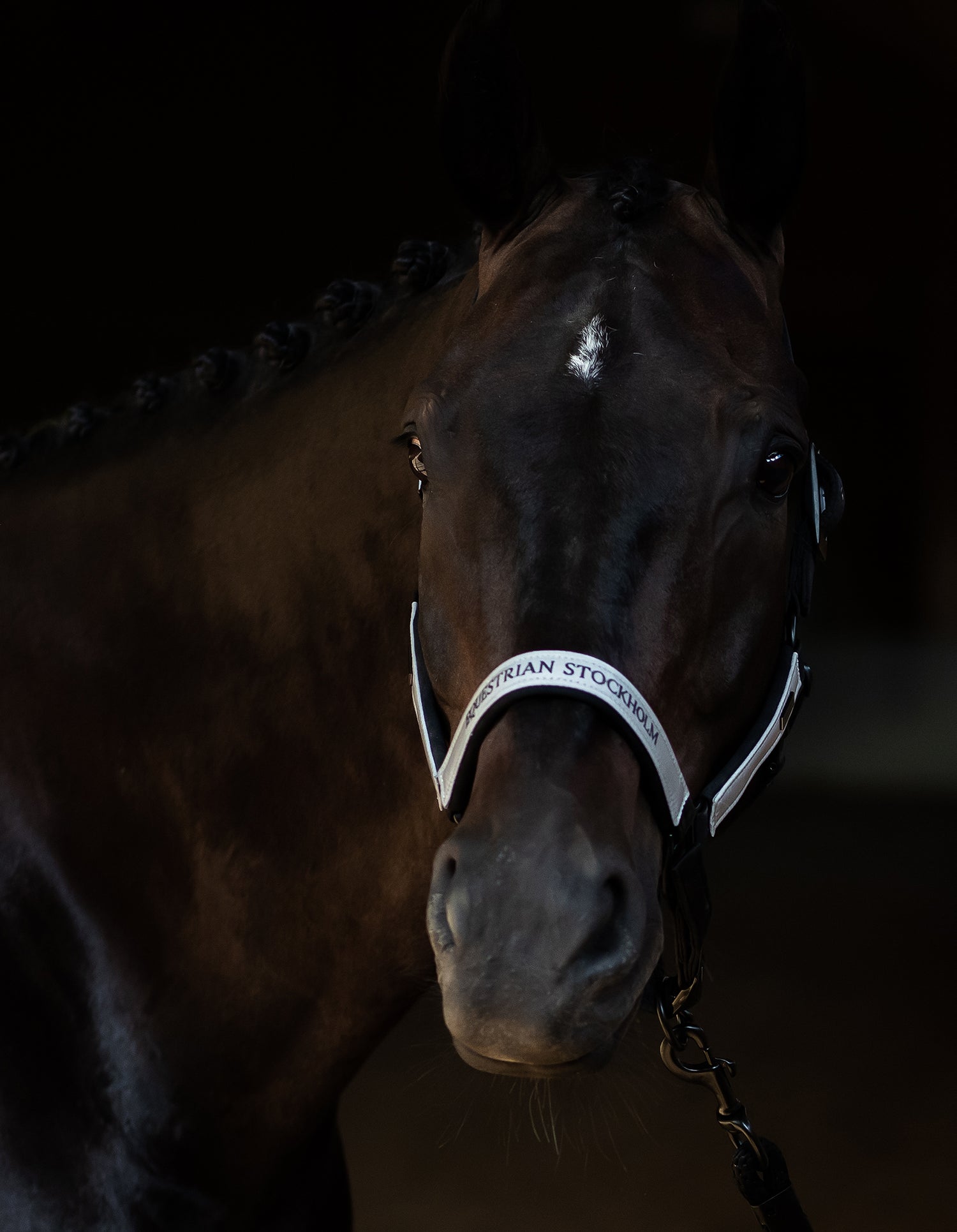 Reflective Halter & Lead Rope Luminous Black