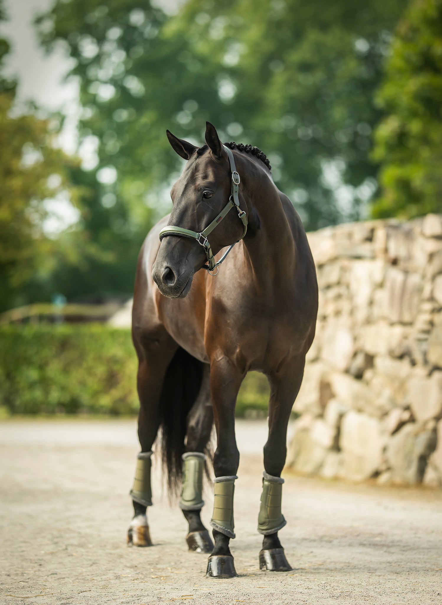 Glimmer Anatomic Leren Halster Striking Valley