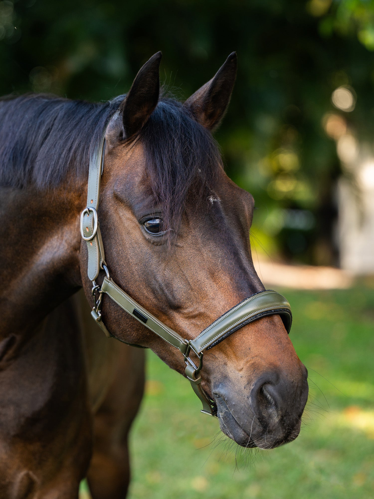 Glimmer Anatomic Leren Halster Striking Valley