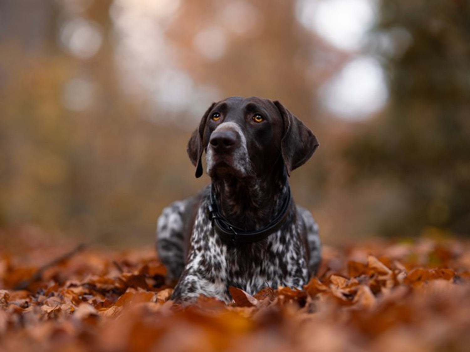 Glimmer Leder Hundehalsband Striking Valley